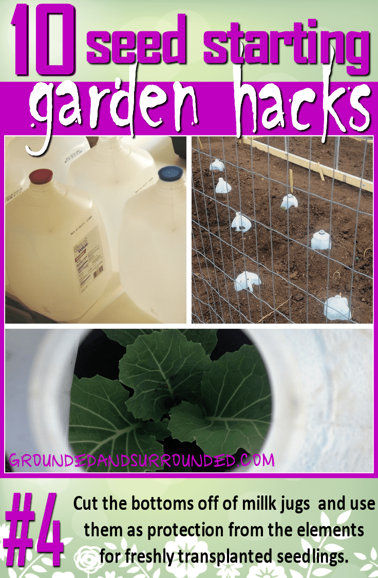 There are so many uses for milk jugs in the garden. My favorite use is to cut the bottom out and use them to protect fragile seedlings right after they are transplanted into the garden. I save milk jugs all year long and save money in my garden. You won't want to miss the rest of our 10 Seed Starting Garden Hacks! These DIY tips and ideas will help you be the best gardener around!