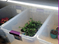 I use Rubbermaid totes for so many things; the clear ones are the best! I keep my soil in one for easy mixing (yes, you want your soil to be damp before you pot it). I use the lids as trays for my seedlings. I use the clear ones for hardening off my plants in the garage or outdoors (adding the lids at night for a little extra protection). You won't want to miss the rest of our 10 Seed Starting Garden Hacks! These DIY tips and ideas will help you be the best gardener around!