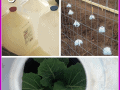 There are so many uses for milk jugs in the garden. My favorite use is to cut the bottom out and use them to protect fragile seedlings right after they are transplanted into the garden. I save milk jugs all year long and save money in my garden. You won't want to miss the rest of our 10 Seed Starting Garden Hacks! These DIY tips and ideas will help you be the best gardener around!