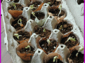What a great way to use up egg shells! Just take your shell halves, poke a few holes in the bottom with a pin, and grow your seedlings in the egg carton. This is even more fun when you have added backyard chickens to your family! You won't want to miss the rest of our 10 Seed Starting Garden Hacks! These DIY tips and ideas will help you be the best gardener around!