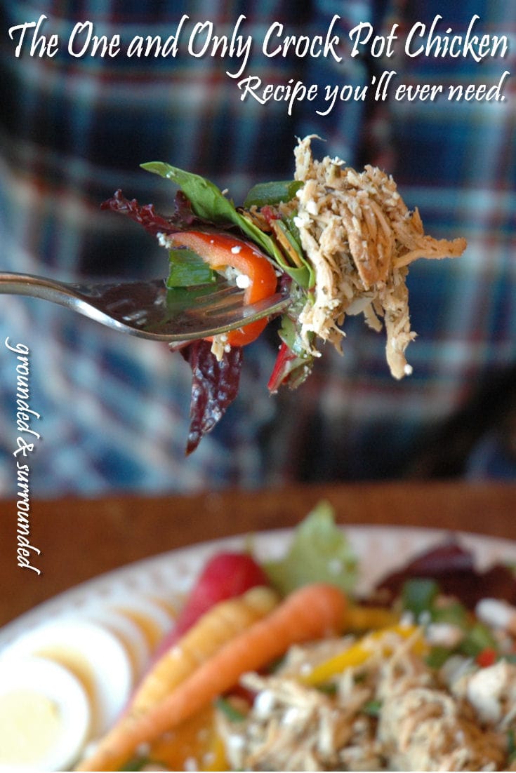 A forkful of zesty crock pot shredded chicken on a salad!