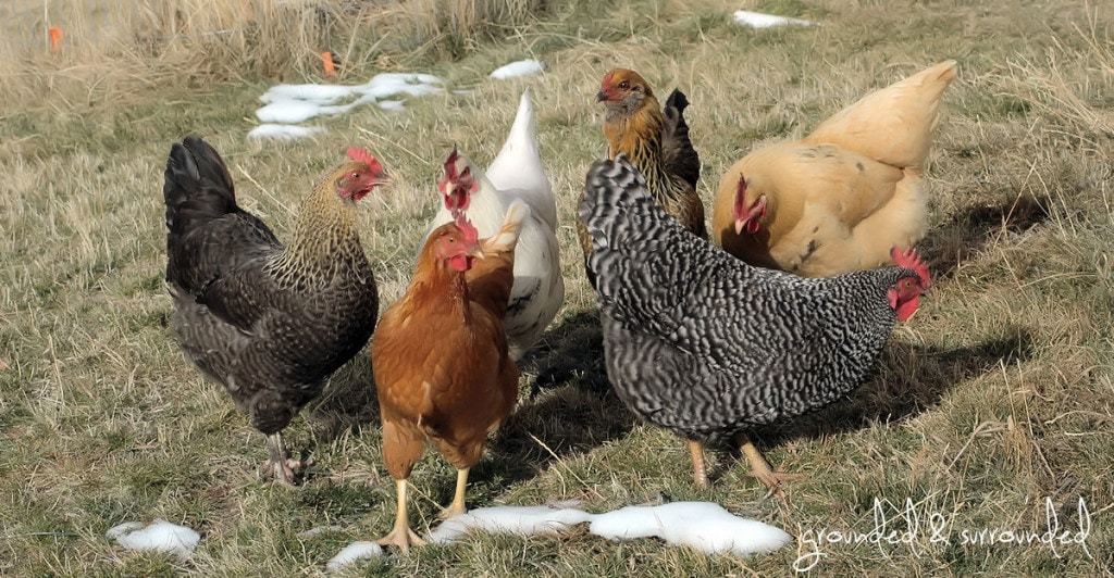 I love having my own chickens! But the process of deciding to get day-old chicks to building a coop to learning how to care for them has a steep learning curve. There are so many things I wish I would have known before I dove in head first. groundedandsurrounded.com