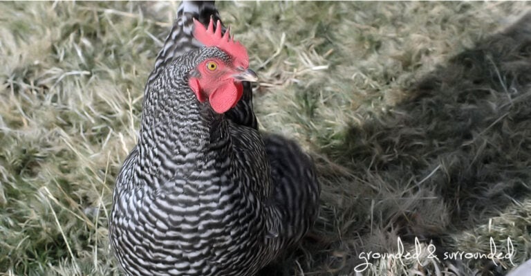 10 Things You Must Know Before You Get Chickens