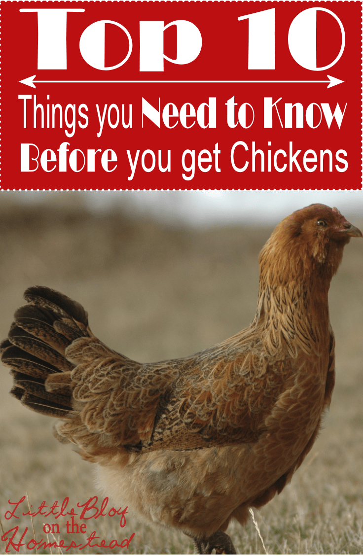 I love having my own chickens! But the process of deciding to get day-old chicks to building a coop to learning how to care for them has a steep learning curve. There are so many things I wish I would have known before I dove in head first. https://happihomemade.com/10-things-chickens-at-lboth/