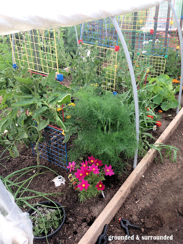 If you like to garage sale or shop at thrift stores for frugal gardening ideas, always be looking for items you can re-purpose in the garden. I got this “cube shelf” at a sale for 3 dollars last year and re-purposed it as a tomato trellis in my garden. https://happihomemade.com/frugal-diy-garden-articles/