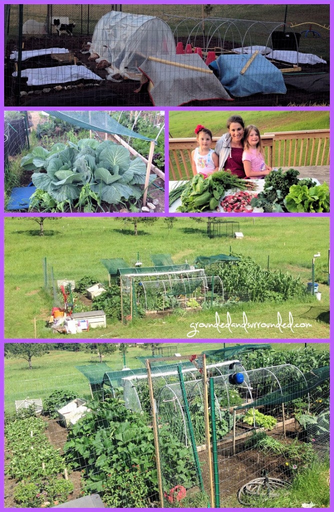 A photo collage of the planting and harvesting of a Zone 4a vegetable garden. 