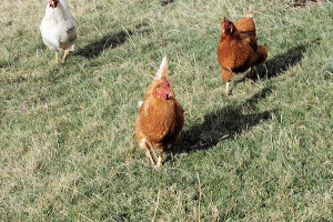 My chickens wuv their mama and run to me every time they see me (or anyone with food). Chickens have a funny run.