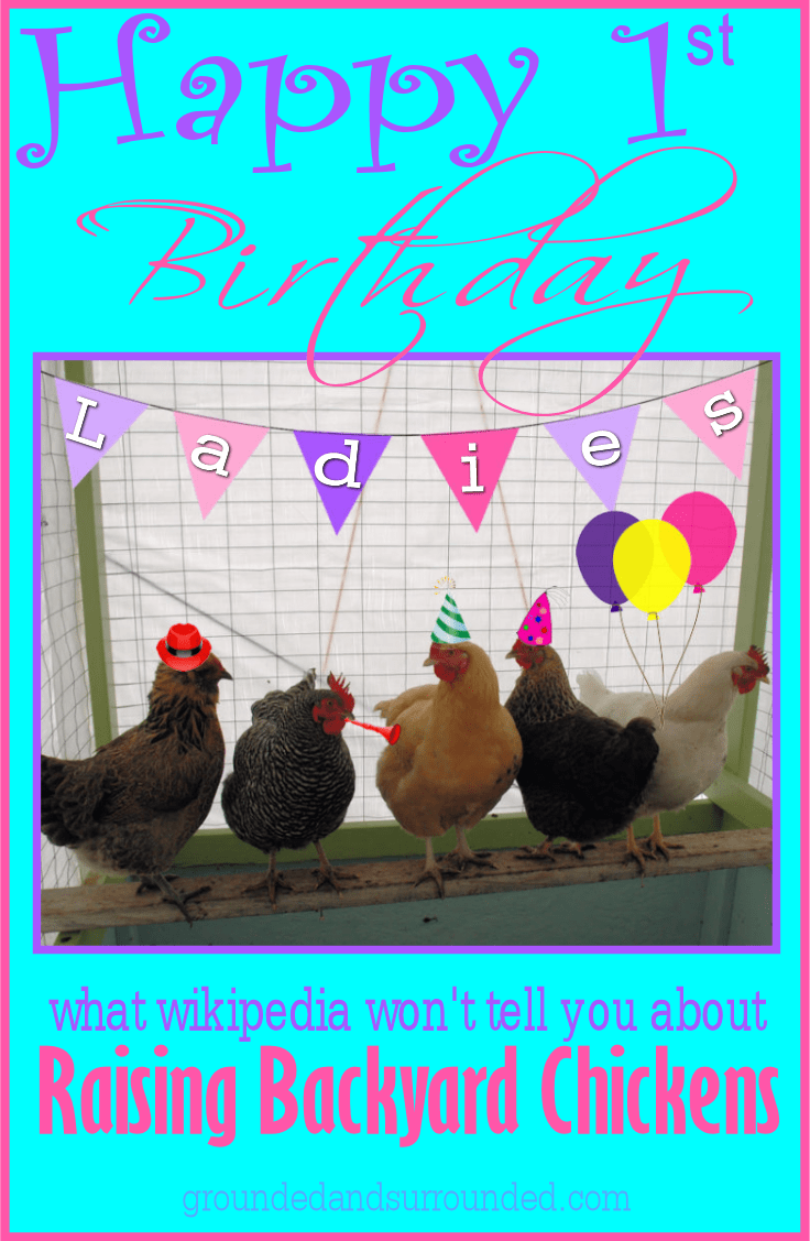 What Wikipedia Won T Tell You About Raising Backyard Chickens