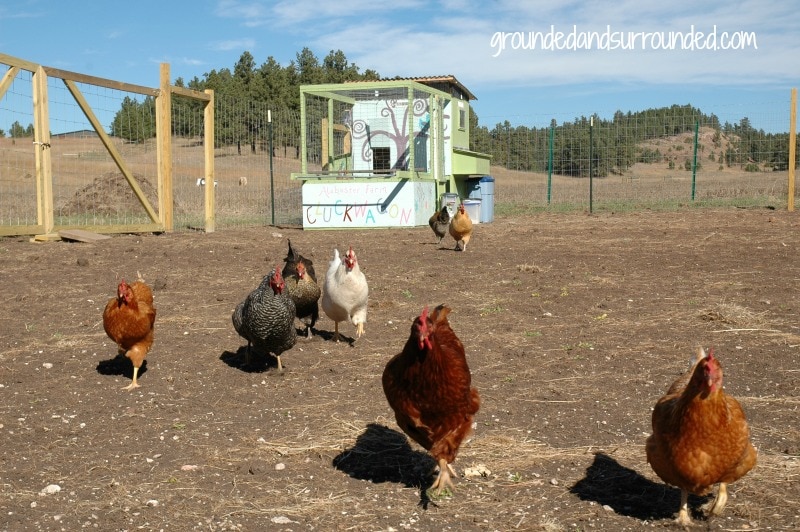 Ever wonder if you have what it takes to become a modern day homesteader? Check out this girl's story, you may be surprised by her definition of homesteading. Bring on the gardening, backyard chickens, and simple life! https://happihomemade.com/modern-day-homesteader/