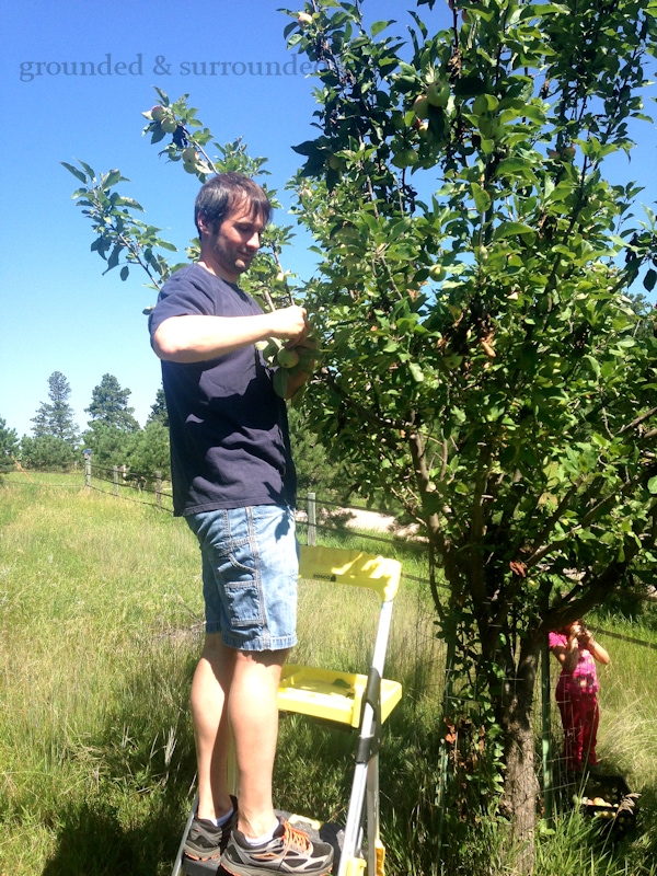 Ever since we decided to embrace country living, I have been dreaming of my very own orchard. But for now we are foraging for free fruit and learning how to preserve the bounty! You will also find my gluten-free healthy apple crisp recipe! https://happihomemade.com/recipe/i-dream-of-an-orchard/