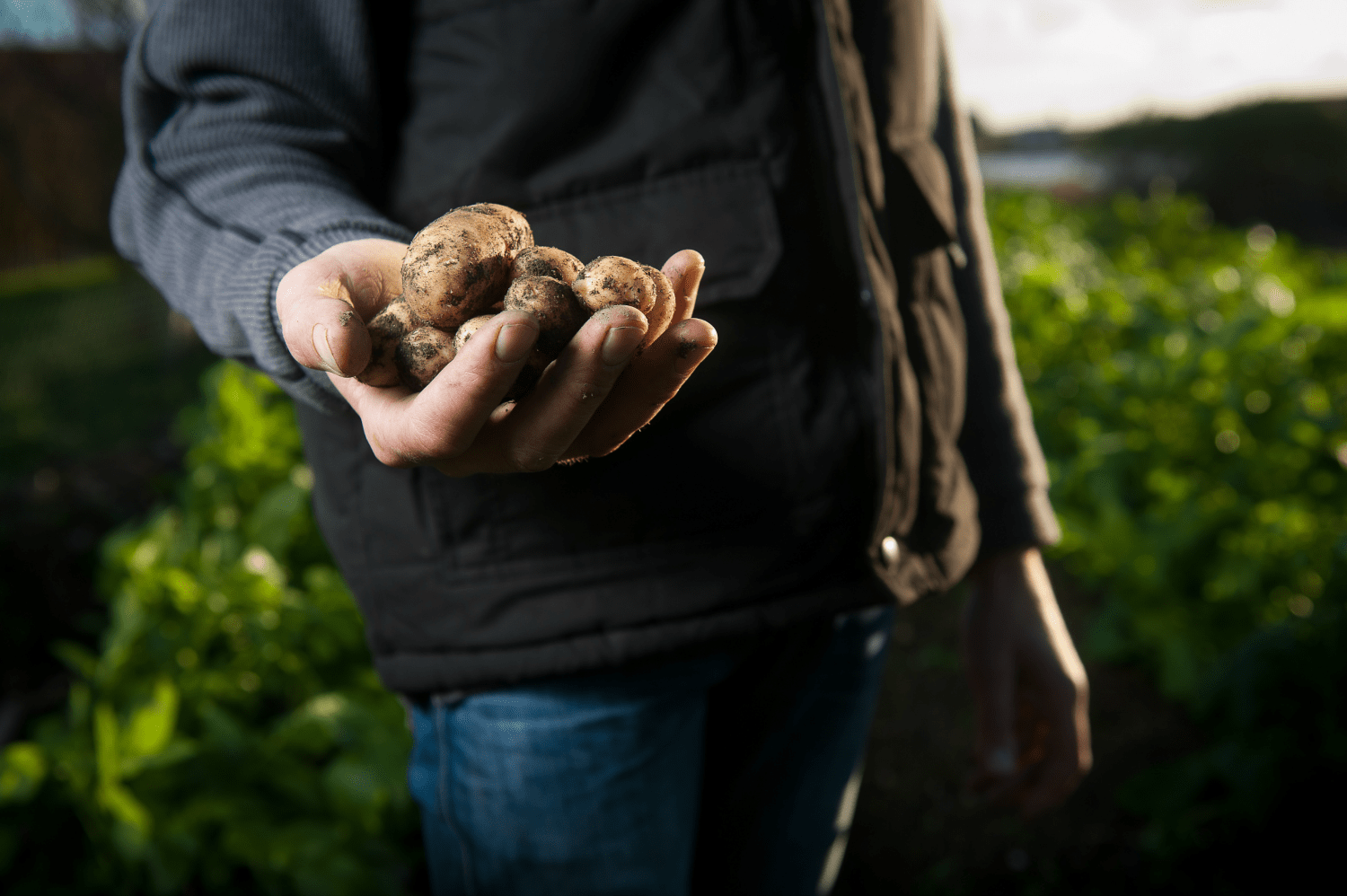 A man holding a harvest of potatoes in his field. 