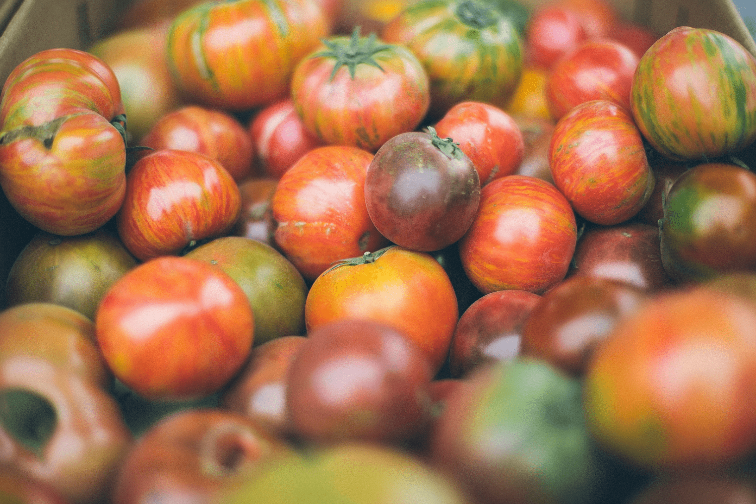 Heirloom tomatoes of every color and size. 