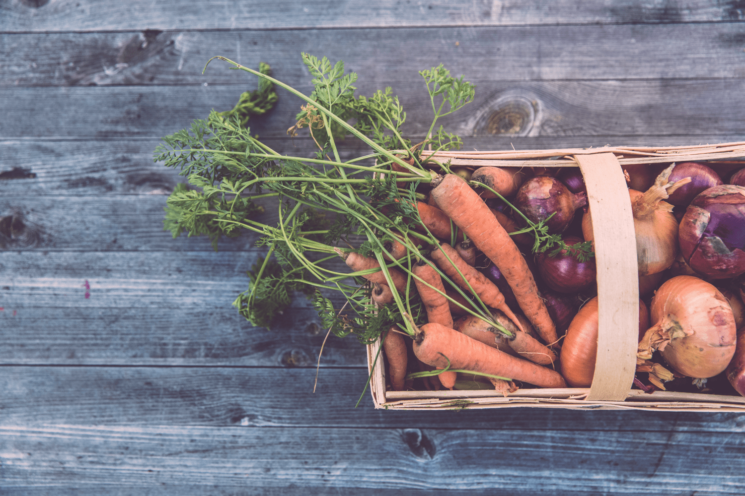 Freshly picked carrots and onions in a basket.