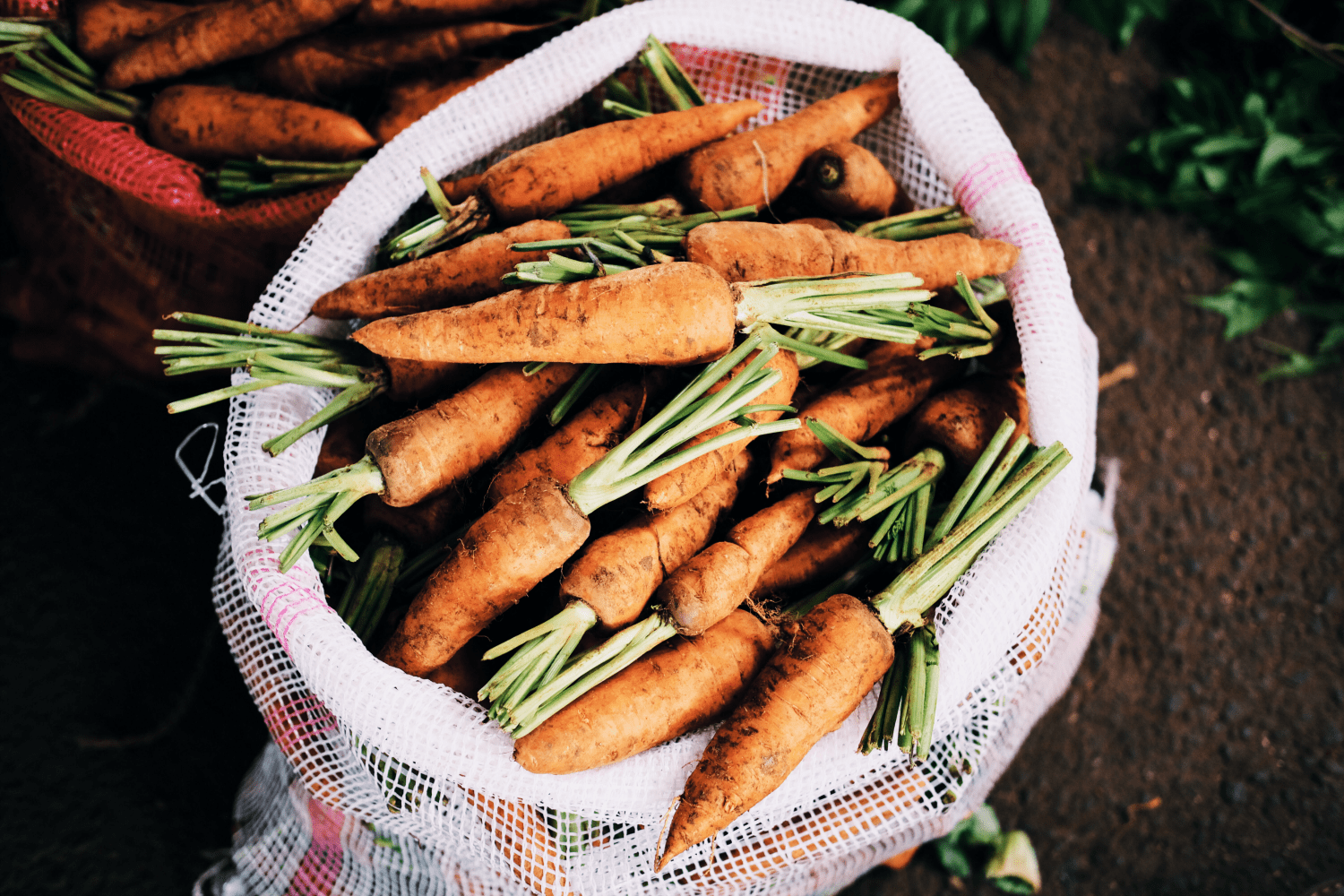A large basket of carrots just harvested from the dirt.