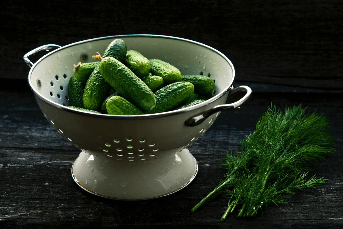 Small pickling cucumbers in a colander with fresh dill.