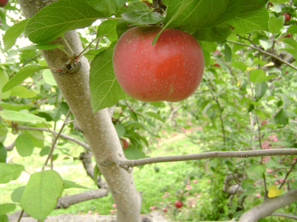 A beautiful organic fresh red apple on a tree to show the benefits of fruit gardening.