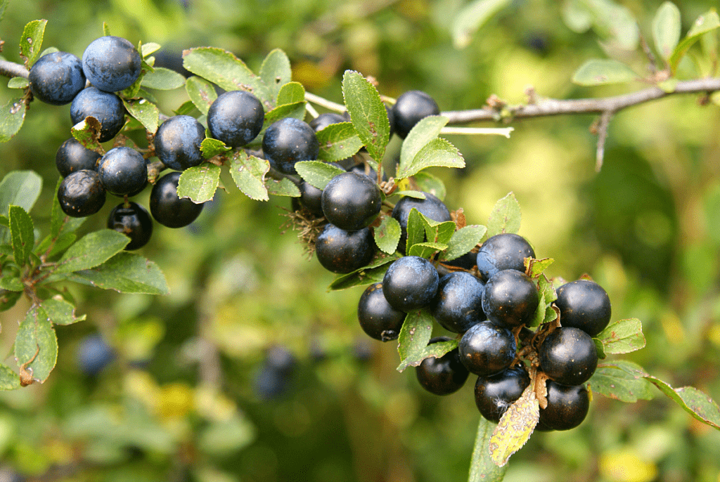 Fresh blueberries on a branch.