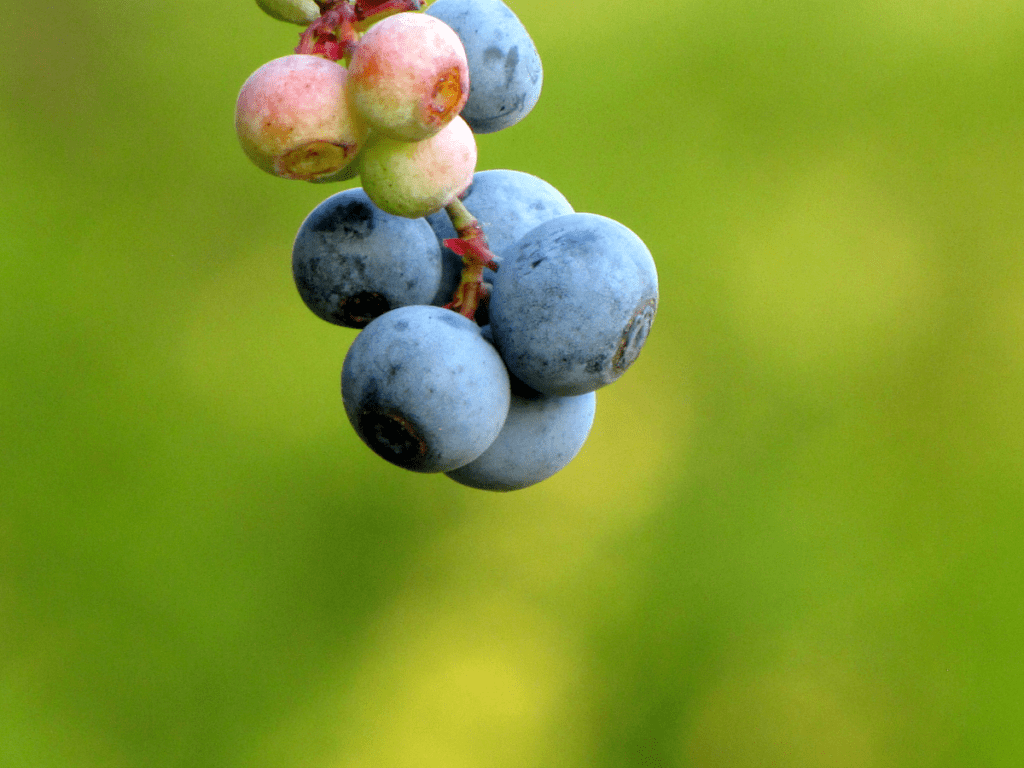 Ripe and unripe blueberries on a branch.