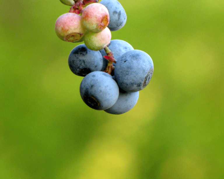 The Joy of Fruit Gardening