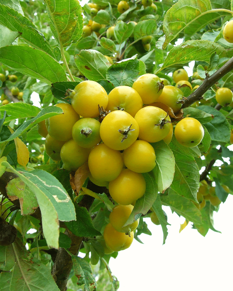 The How-Tos of Fruit Gardening | Want to grow your own healthy organic fruit and berries but don't know where to start? Find all the helpful tips and ideas you need in this article whether you are planting in a beautiful container or small backyard. Find ideas for apple orchard design, strawberry planting, and see how much easier it can be to grow fruit than vegetables. #DIY #plants #yards