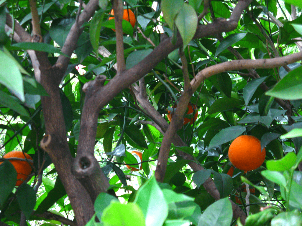 Vibrant oranges on a tree ready to be picked.