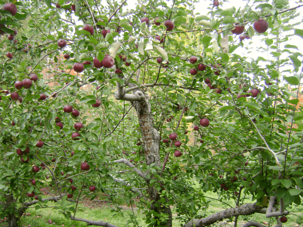 Ripe plums on a tree.