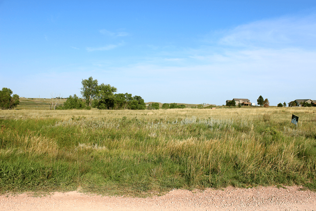 Beautiful land ripe in the summer air. Tall green grass with whispers of yellow and trees in the background. 