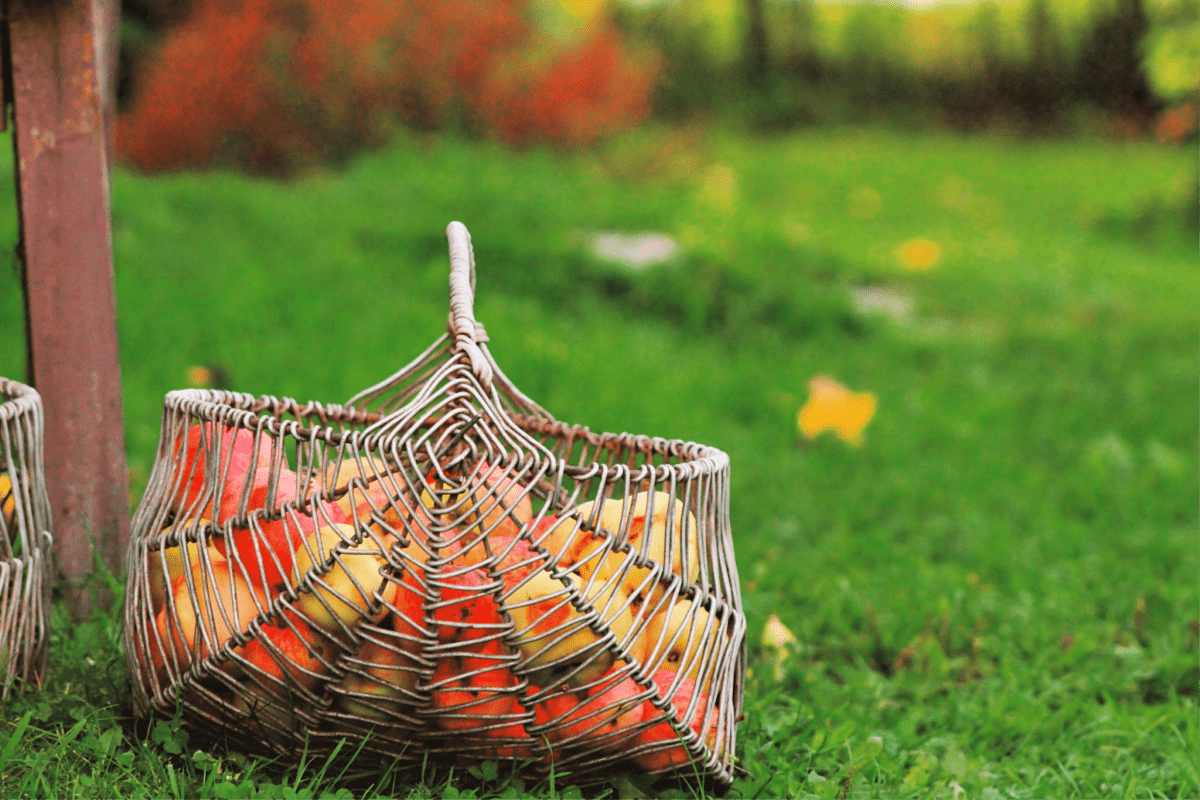 apples in a wicker basket to fulfill the Fall Bucket List for Foodies