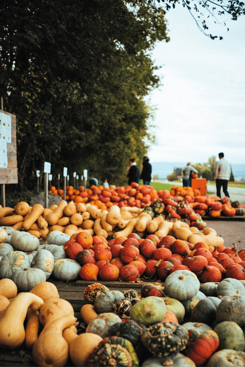 Fall pumpkins and gourds in a market.